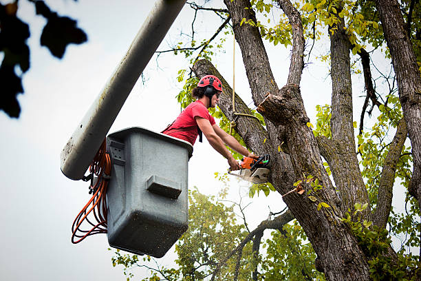 Reliable Newport, VT Tree Services Solutions